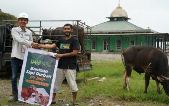 Jelang Idul Adha, IMIP Salurkan 35 Ekor Sapi untuk Program Kurban