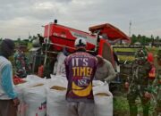 Kelompok Tani Mandiri dan Babinsa Koramil 1311-01/Bungku Tengah Panen Padi di Desa Bumi Harapan