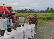 Babinsa Koramil 1311-01/Bungku Tengah Melaksanakan Panen Padi di Desa Bumi Harapan Kabupaten Morowali