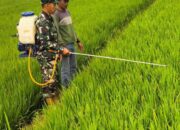 Upaya Mendukung Swasembada Pangan, Babinsa Koramil 1311-01/Bungku Tengah Berperan Aktif Mendampingi Kelompok Tani 