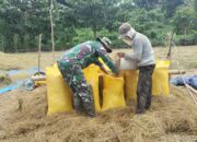 Dukung Ketahanan Pangan Babinsa Bantu Panen Padi di Desa Peonea