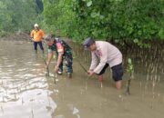 Koramil 1311-03/Petasia Bersama Dinas Lingkungan Hidup Morowali Utara Lakukan Penanaman Mangrove di Desa Ganda-Ganda