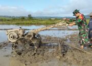 Dukung Ketahanan Pangan Nasional, Koramil 1311-08/SJ Turun Mendampingi Petani Sawah di Panca Makmur