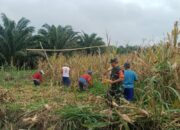 Serka Bakhtiar, Babinsa Koramil 1311-03/Petasia Panen Jagung Bersama Para Petani