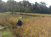 Gabah 5 Ton Perhektar, Babinsa Koramil 1311-04/Lembo Dampingi Panen Padi Sawah Tadah Hujan Desa Ronta