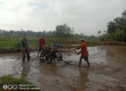 Babinsa Kodim 1311/Morowali Dampingi Petani Pengolah Sawah di Morowali Utara