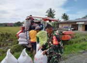 Serda Mariyanto Dadi Dampingi Kelompok Tani Panen Padi di Desa Bumi Harapan 