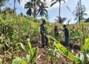 Kopda Herman Bantu Pengembangan Kebun Jagung di Desa Marale’e 