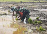 Babinsa Kodim 1311/Morowali Serka Bahtiar Dampingi Penanaman Padi Bersama Kelompok Tani di Desa Togo Mulya