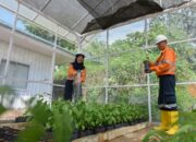 Rangkaian Peringatan Hari Lingkungan Hidup Sedunia, Tambang Emas Martabe Nanam Pohon dan Pembibitan Tanaman