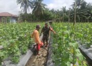 Sertu Pamilu, Babinsa Koramil 1311-03/Petasia Sertu Pamilu Dampingi Warga Pemilik Tanaman Palawija di Molores