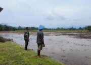 Tingkatkan Hasil Panen Babinsa Koramil 1311-03/Petasia, Berikan Bantuan ke Petani Padi di Desa Togo Mulya