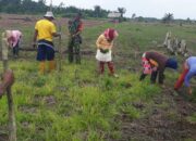 Babinsa Koramil 1311-03/Petasia Dampingi Kelompok Tani Penanama Padi di Tompira 