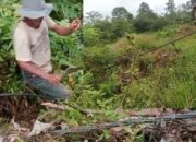 Kabel Listrik Jatuh ke Tanah Warga Mandula Resah, Pihak PLN Kolonodale Tidak Gubris