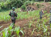 Babinsa Koramil 1311-03/Petasia Bantu Petani Kebun Jagung di Desa Togo Mulya 