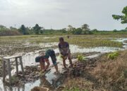 Babinsa Koramil 1311-06/Bungku Utara Dukung Ketahanan Pangan dengan Pendampingan Petani di Desa Pandauke