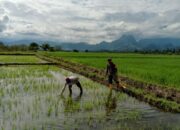 Dukung Ketahanan Pangan Babinsa Koramil 1311-06/BU, Dampingi Petani Sawah di Desa Tirowangan Bawah
