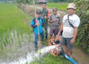 Tingkatkan Hasil Panen Demi Kesejahteraan Masyarakat Babinsa Kodim 1311/Morowali, Dampingi Petani Padi Desa Kumpi 