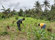 Wujudkan Ketahanan Pangan Babinsa Kodim 1311/Morowali Mori Atas Dampingi Petani Jagung 