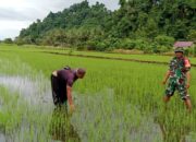 Tingkatkan Produksi Padi Babinsa Kodim 1311/Morowali, Pratu Tadeus Tekankan Bimbingan Teknis Dalam Pengolahan Lahan