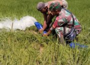 Uji Coba Pemanfaatan Mesin Pompanisasi di Lahan Sawah Desa Mayumba 