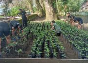 Penanaman Bibit Pohon Ketapang Sebanyak 900 Pohon