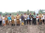 Dukung Ketahanan Pangan: Polres Morowali dan Polsek Jajaran Bersama Dinas Terkait Gelar Penanaman Jagung 4,2 Ha