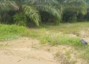 Warga Keluhkan Dampak Buruk PT. Biomas Indonesia di Topogaro