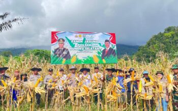 Polsek Bungku Selatan Gelar Panen Jagung Bersama untuk Dukung Ketahanan Pangan di Morowali
