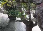 Warga Ipi Desak Penegakan Hukum atas Perusakan Mangrove