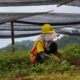 PT BDM Targetkan Reklamasi 1.337 Hektare Lahan Pascatambang