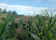 Polres Morowali Perkuat Program Ketahanan Pangan Lewat Peninjauan Lahan Jagung di Wita Ponda