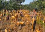 Panen Perdana Jagung, Polsek Wita Ponda Bukti Nyata Dukungan Swasembada Pangan