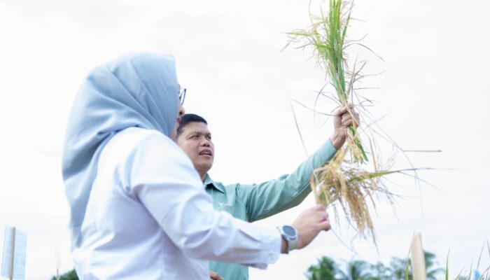 PT Vale Panen bersama Demplot Padi Berkelanjutan di Kolaka