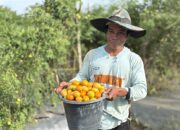 CSR IMIP Perkuat Kemandirian Ekonomi Petani Lokal