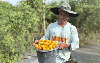 CSR IMIP Perkuat Kemandirian Ekonomi Petani Lokal