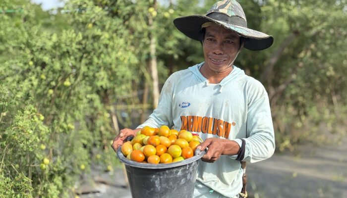 CSR IMIP Perkuat Kemandirian Ekonomi Petani Lokal
