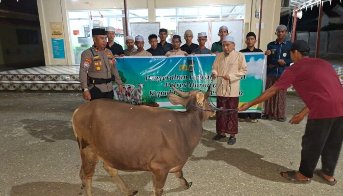 Polres Morowali Salurkan Sapi Qurban ke Ponpes Al Khairat, Tebar Kepedulian Jelang Idul Adha 1447 H
