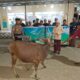 Polres Morowali Salurkan Sapi Qurban ke Ponpes Al Khairat, Tebar Kepedulian Jelang Idul Adha 1447 H