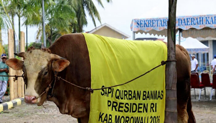 Pemkab Morowali Serahkan Sapi Kurban 870 Kg dari Presiden Prabowo untuk Masjid Islamic Center