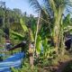 10 Titik PETI di Halmahera Selatan Diduga Bebas Beroperasi, Publik Soroti Peran Aparat