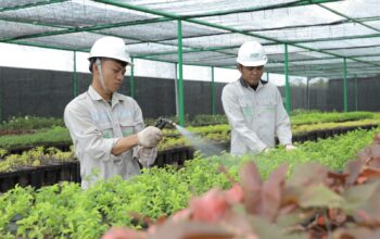 Bank Benih Nursery Mandiri IMIP, Menjaga Keanekaragaman Hayati Lokal