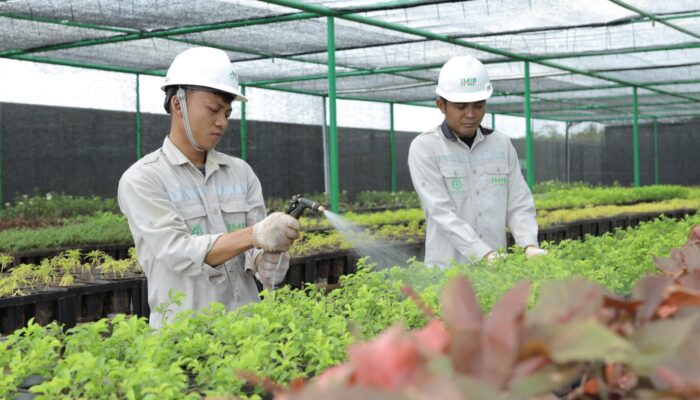 Bank Benih Nursery Mandiri IMIP, Menjaga Keanekaragaman Hayati Lokal