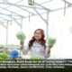 Dari Laboratorium ke Hidroponik, Jejak Karyawan IMIP di Ruang Hijau