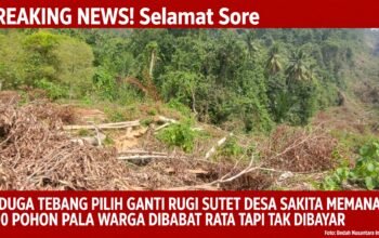 Diduga Tebang Pilih Ganti Rugi SUTET di Desa Sakita Memanas, Warga Menjerit 300 Pohon Pala Dibabat Rata Tapi Tak Dibayar