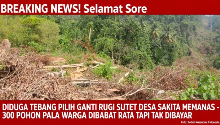 Diduga Tebang Pilih Ganti Rugi SUTET di Desa Sakita Memanas, Warga Menjerit 300 Pohon Pala Dibabat Rata Tapi Tak Dibayar